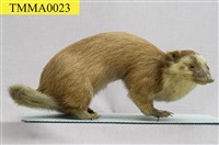 鼬獾藏品圖，第8張